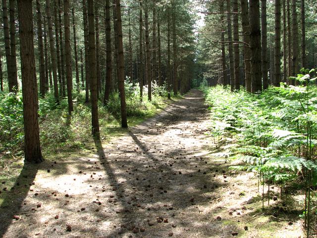 Waveney Forest, Fritton